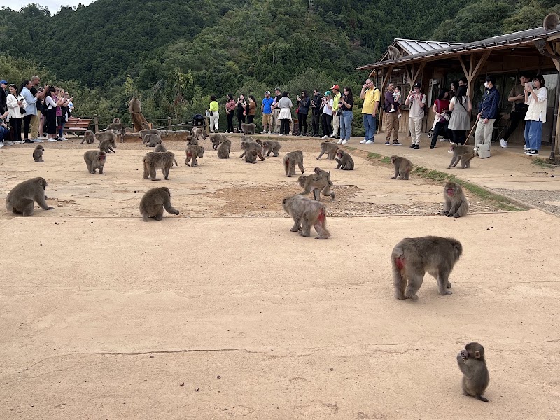 몽키파크 이와타야마